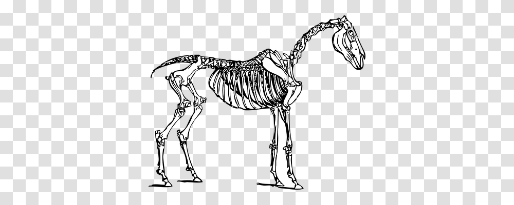 Horse Skeleton, Zebra, Wildlife, Mammal Transparent Png