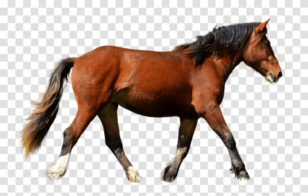 Horse 960, Animals, Mammal, Colt Horse, Stallion Transparent Png