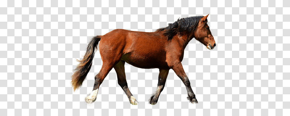 Horse Animals, Mammal, Colt Horse, Stallion Transparent Png