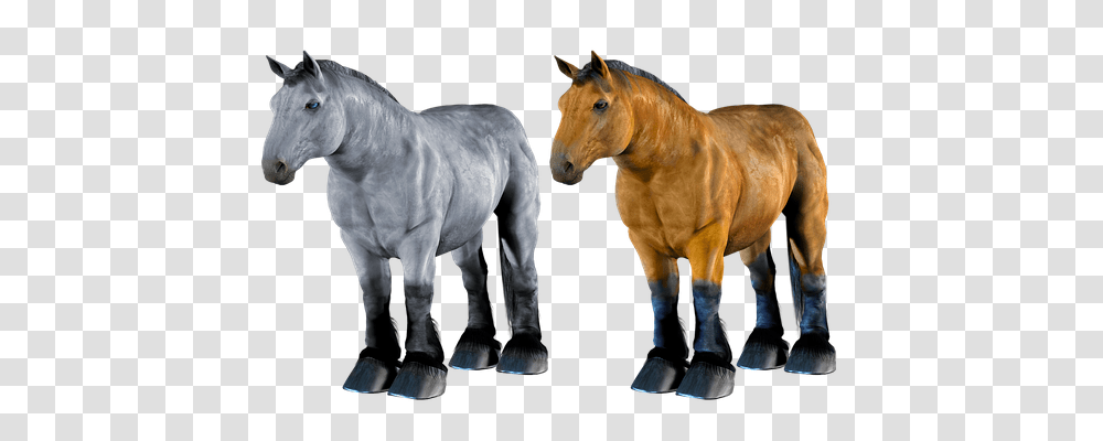 Horse Animals, Mammal, Colt Horse, Stallion Transparent Png