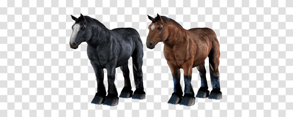 Horse Animals, Mammal, Colt Horse, Stallion Transparent Png