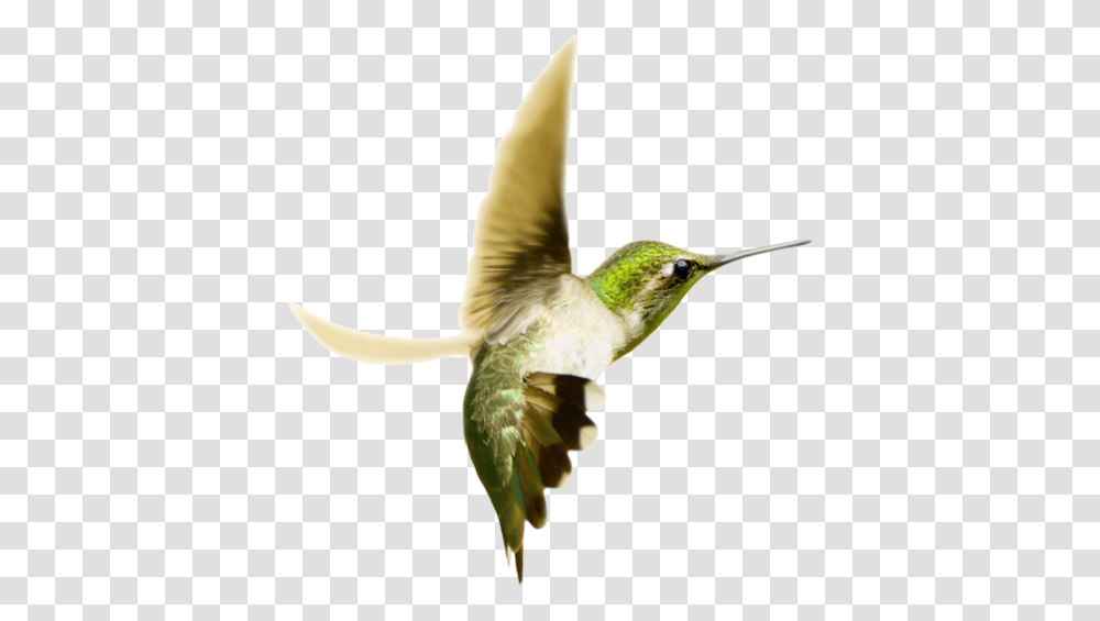 Horse 37 Photo 6130 Image For Free Hummingbird Of Love, Animal, Bee Eater Transparent Png