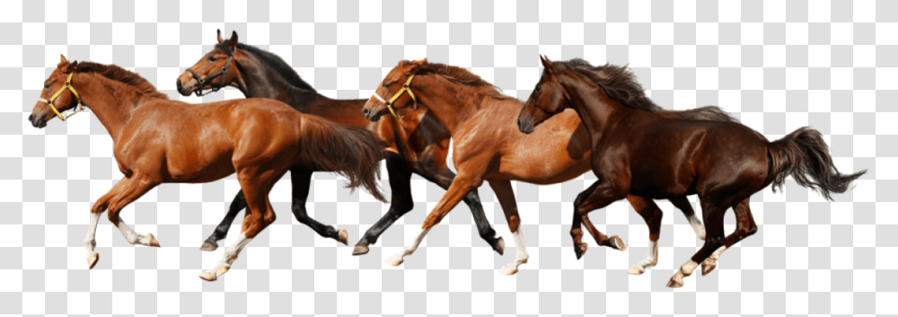 Horse 4 Horse Running, Mammal, Animal, Colt Horse, Foal Transparent Png