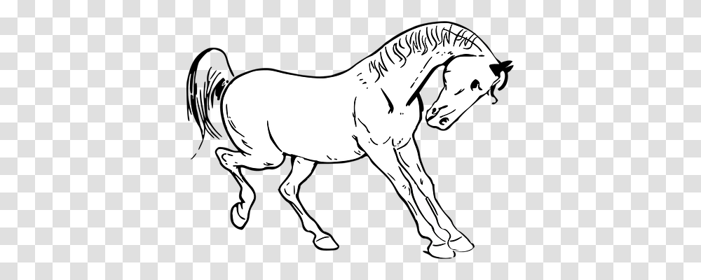 Horse Animals, Foal, Mammal, Person Transparent Png