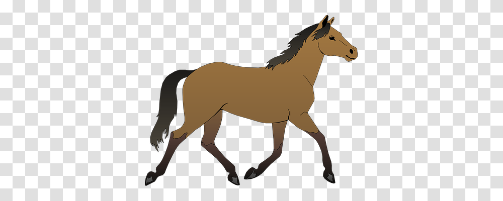 Horse Animals, Colt Horse, Mammal, Foal Transparent Png