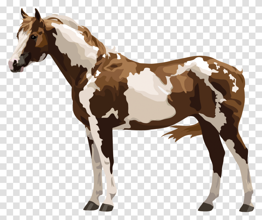 Horse Amp Pony Breeds With Fun Free Quizzes About Horse Paint Horse, Animal, Mammal, Stallion, Colt Horse Transparent Png