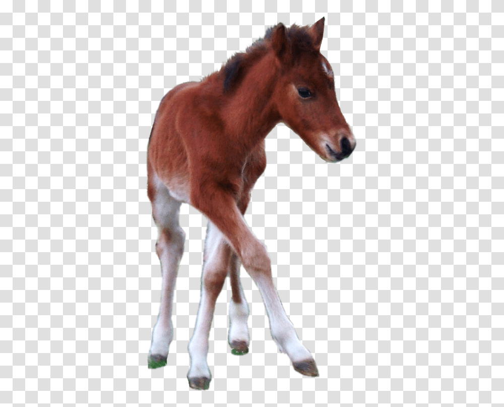 Horse And Foal Horse Foal Background, Mammal, Animal, Colt Horse Transparent Png