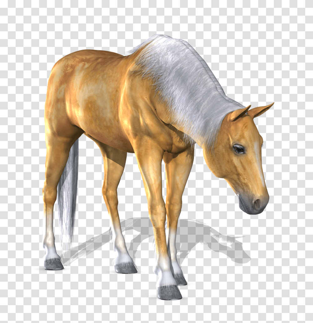 Horse, Animals, Colt Horse, Mammal, Foal Transparent Png