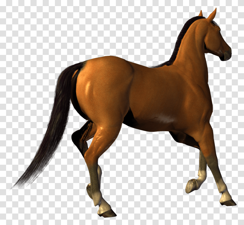 Horse, Animals, Colt Horse, Mammal, Foal Transparent Png