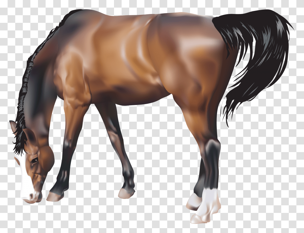 Horse, Animals, Colt Horse, Mammal, Person Transparent Png