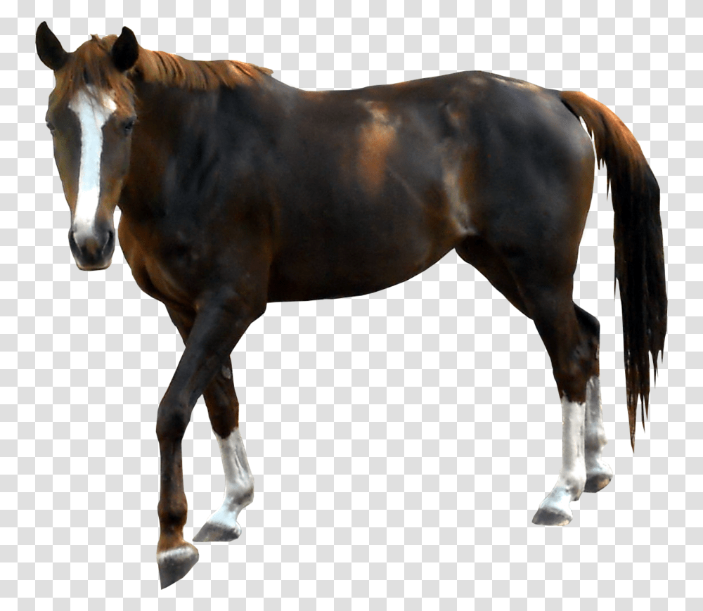 Horse, Animals, Colt Horse, Mammal, Stallion Transparent Png – Pngset.com