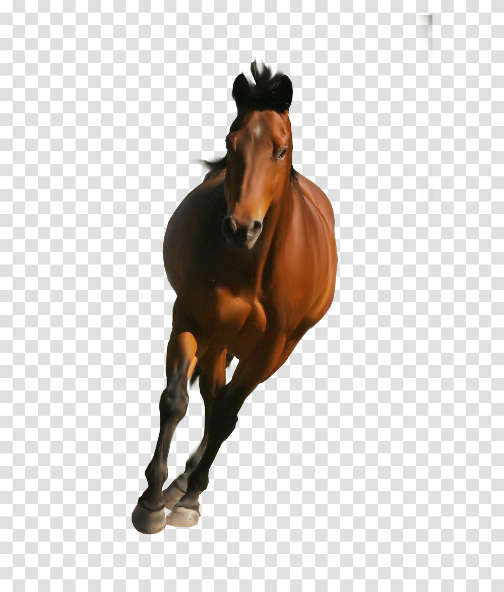 Horse, Animals, Colt Horse, Mammal, Stallion Transparent Png