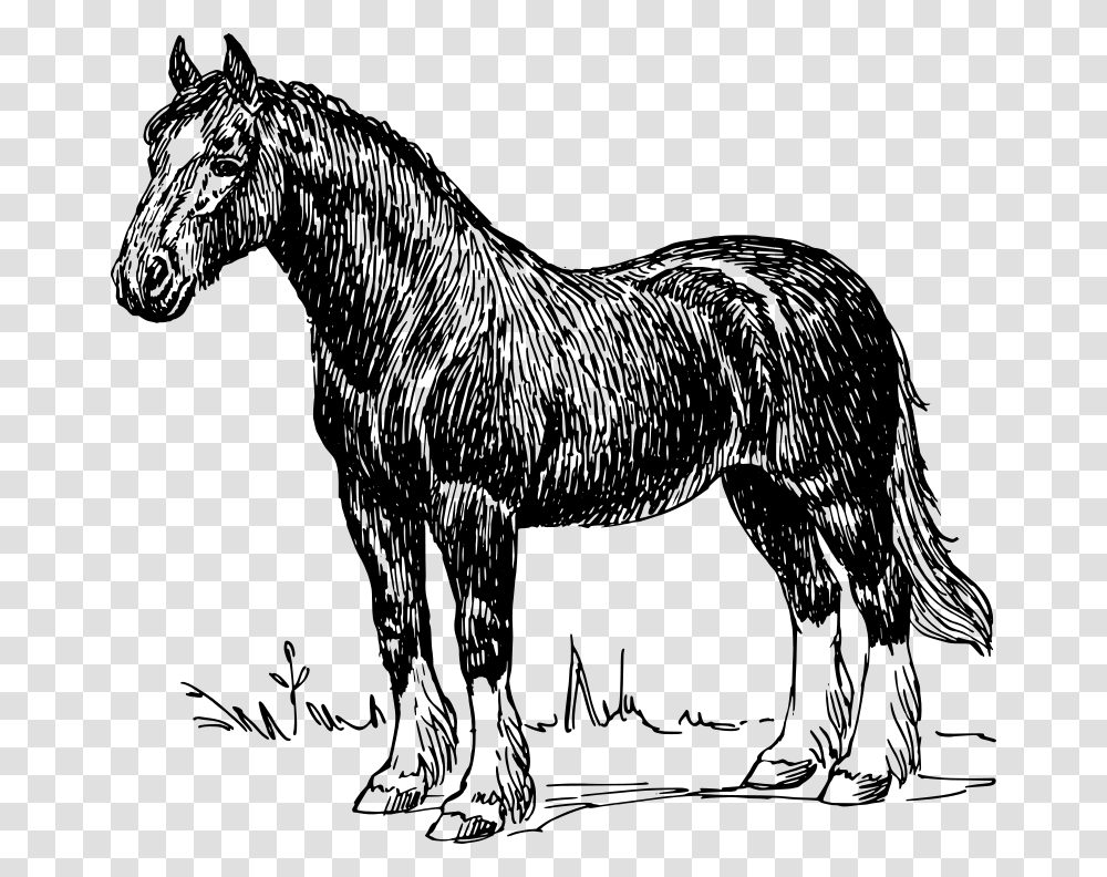 Horse, Animals, Gray, World Of Warcraft Transparent Png