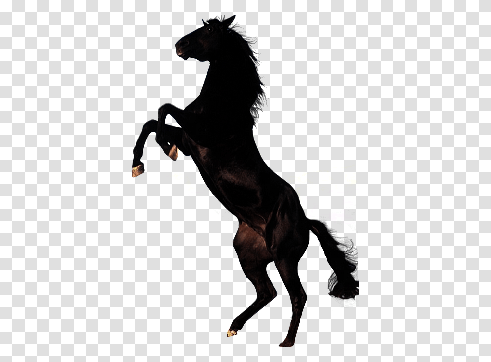 Horse, Animals, Lighting, Person, Flare Transparent Png