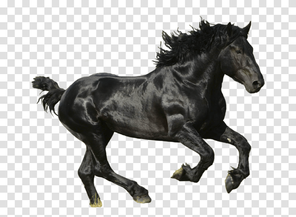 Horse, Animals, Mammal, Andalusian Horse, Stallion Transparent Png