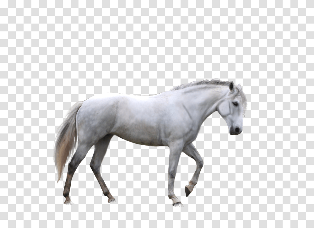 Horse, Animals, Mammal, Andalusian Horse, Stallion Transparent Png