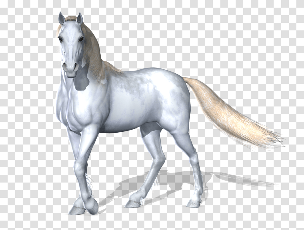Horse, Animals, Mammal, Andalusian Horse, Stallion Transparent Png