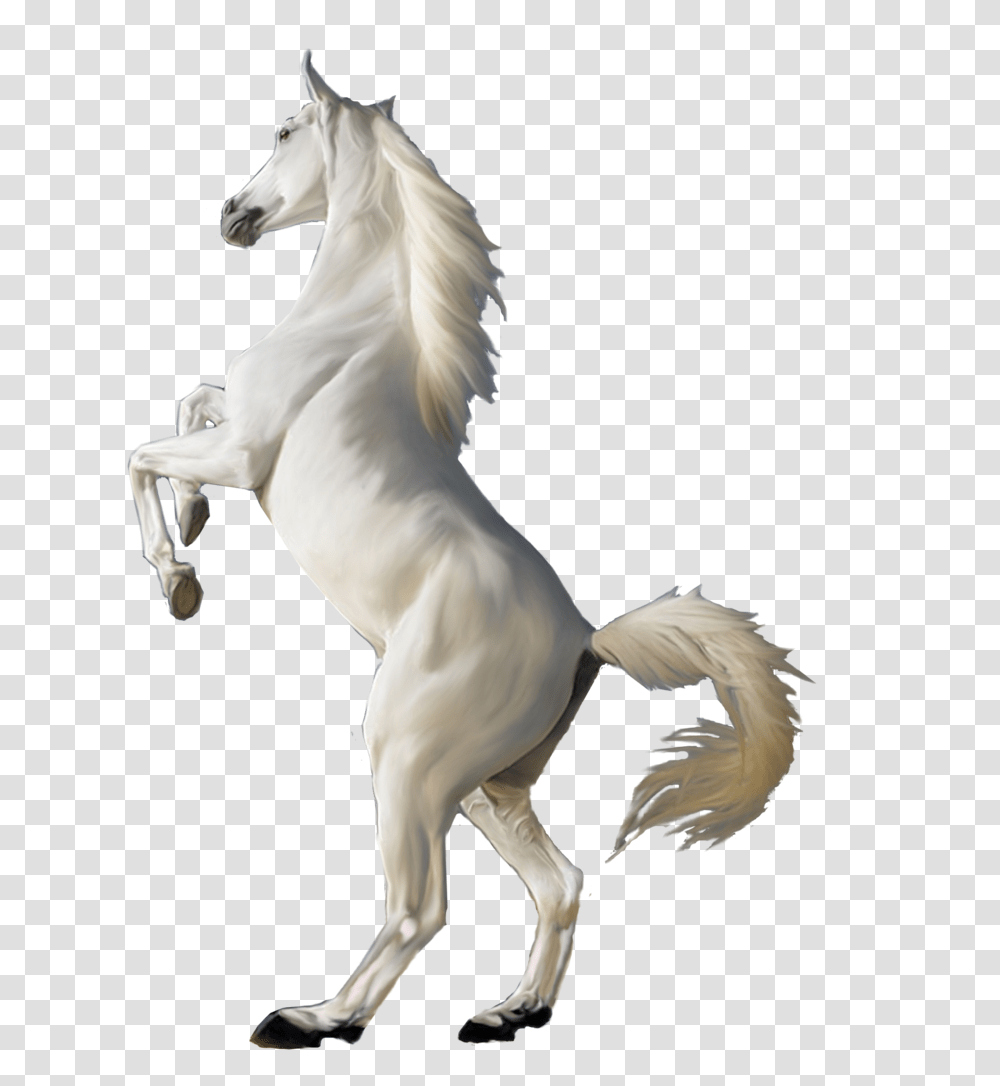 Horse, Animals, Mammal, Andalusian Horse, Stallion Transparent Png