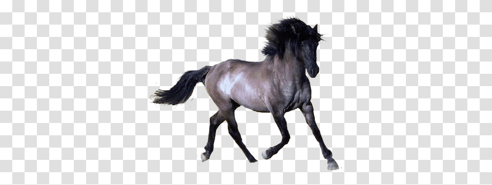 Horse, Animals, Mammal, Colt Horse, Andalusian Horse Transparent Png