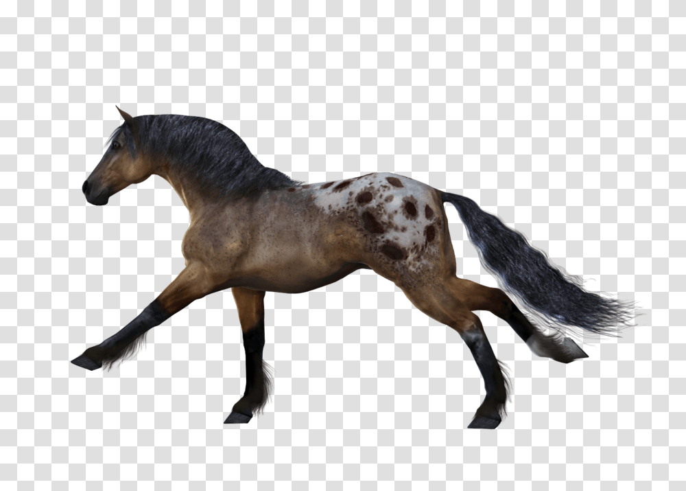 Horse, Animals, Mammal, Colt Horse, Antelope Transparent Png