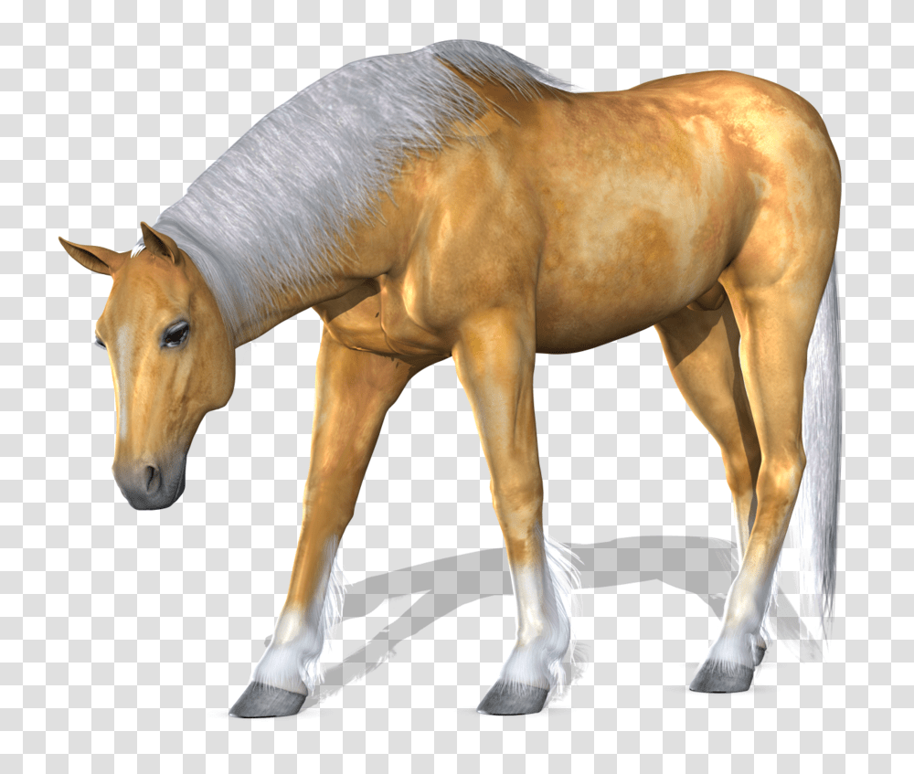 Horse, Animals, Mammal, Colt Horse, Foal Transparent Png