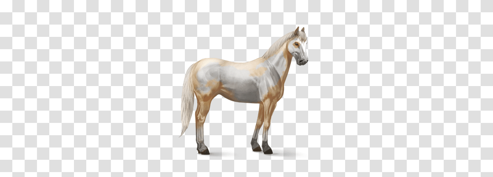 Horse, Animals, Mammal, Colt Horse, Foal Transparent Png