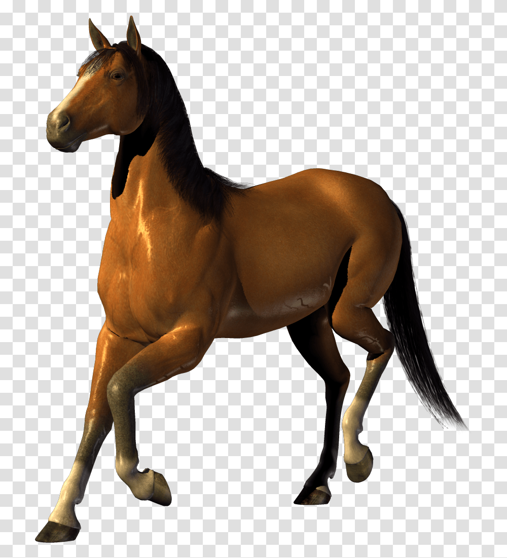 Horse, Animals, Mammal, Colt Horse, Foal Transparent Png