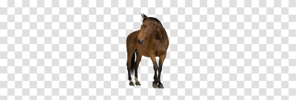 Horse, Animals, Mammal, Colt Horse, Foal Transparent Png