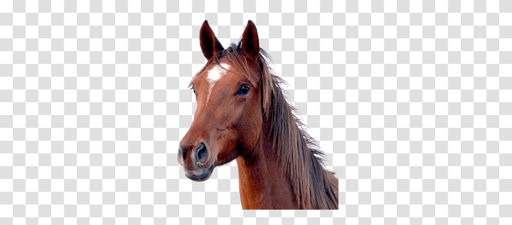 Horse, Animals, Mammal, Colt Horse, Stallion Transparent Png