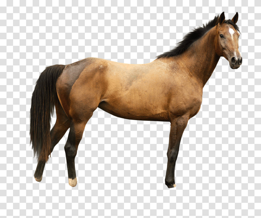 Horse, Animals, Mammal, Colt Horse, Stallion Transparent Png