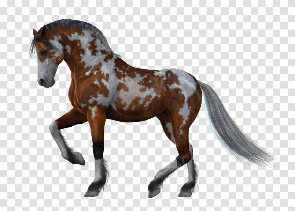 Horse, Animals, Mammal, Colt Horse, Stallion Transparent Png