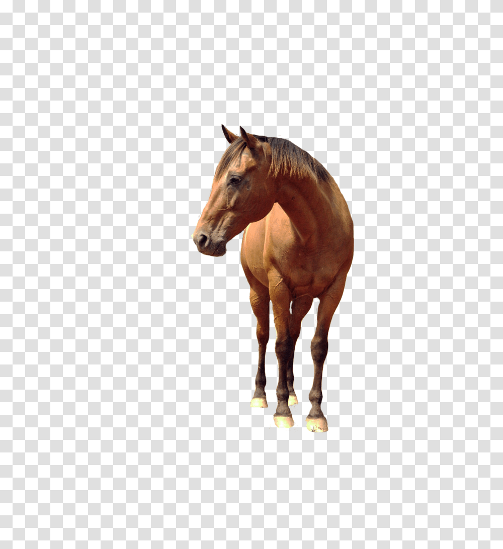 Horse, Animals, Mammal, Colt Horse, Stallion Transparent Png