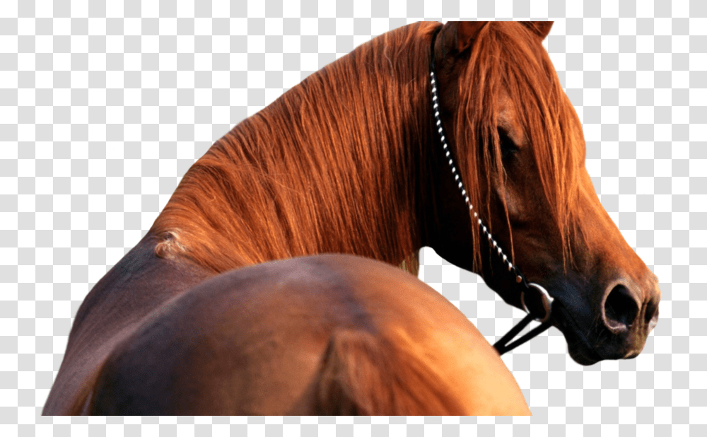 Horse, Animals, Mammal, Colt Horse, Stallion Transparent Png