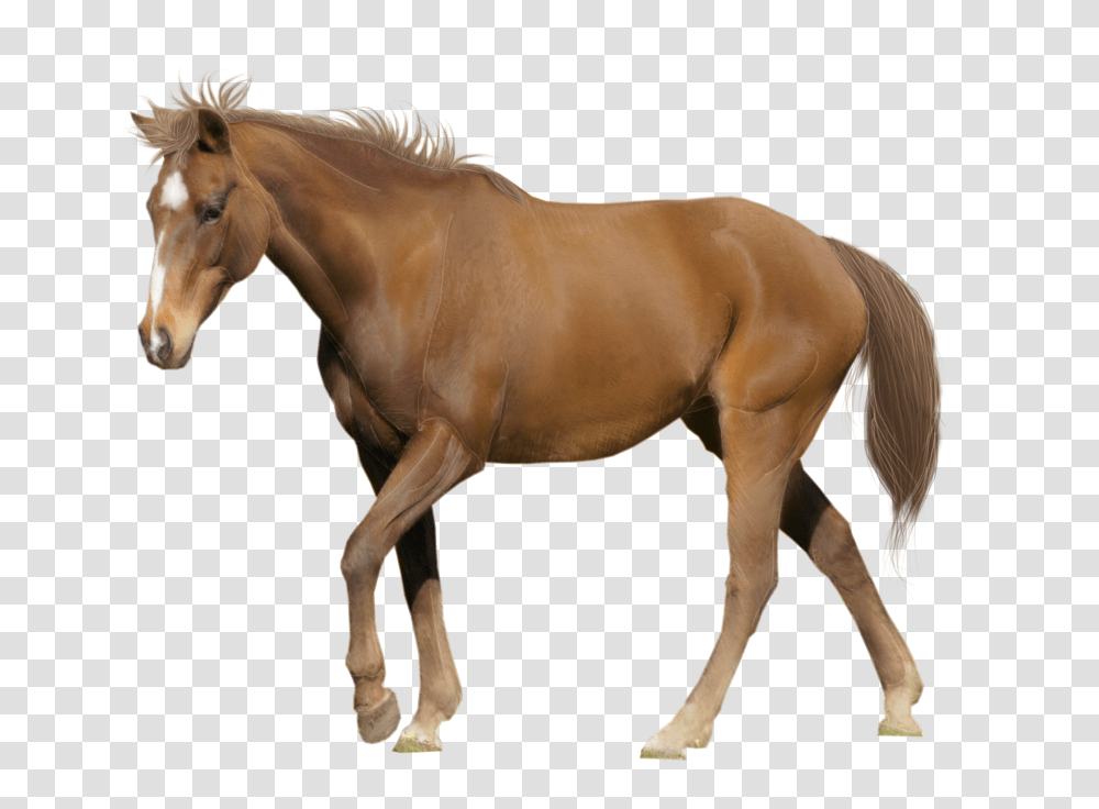 Horse, Animals, Mammal, Colt Horse, Stallion Transparent Png