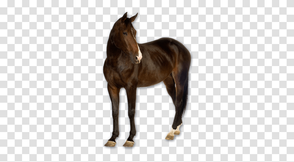 Horse, Animals, Mammal, Colt Horse, Stallion Transparent Png