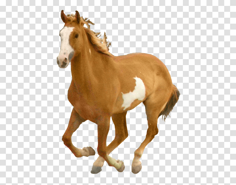 Horse, Animals, Mammal, Colt Horse, Stallion Transparent Png