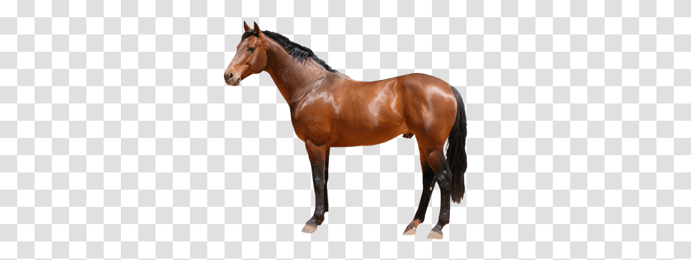 Horse, Animals, Mammal, Colt Horse, Stallion Transparent Png