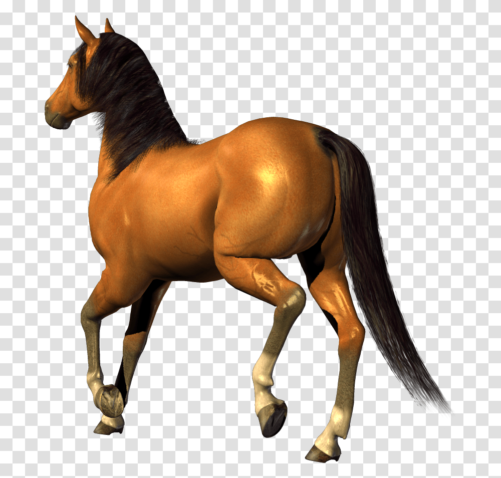 Horse, Animals, Mammal, Colt Horse, Stallion Transparent Png