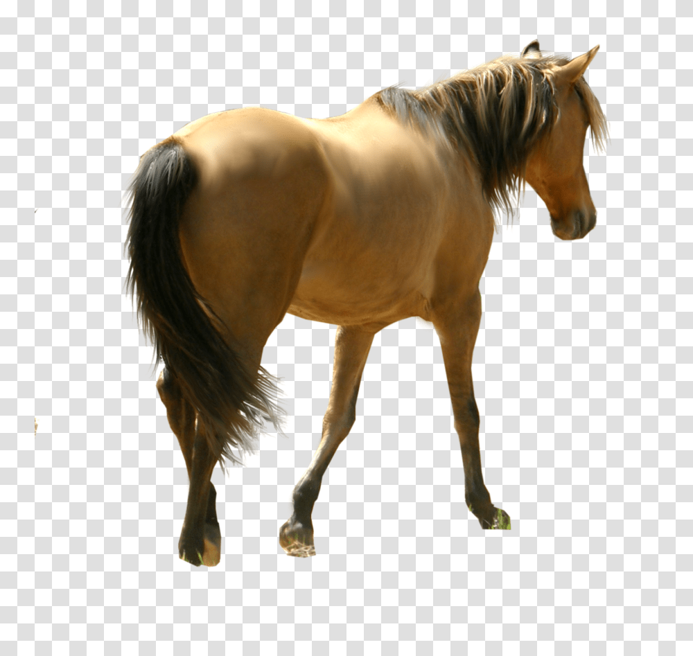 Horse, Animals, Mammal, Colt Horse, Stallion Transparent Png