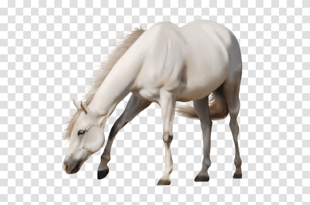 Horse, Animals, Mammal, Colt Horse, Stallion Transparent Png