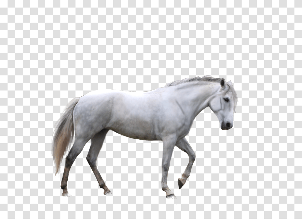 Horse, Animals, Mammal, Colt Horse, Stallion Transparent Png