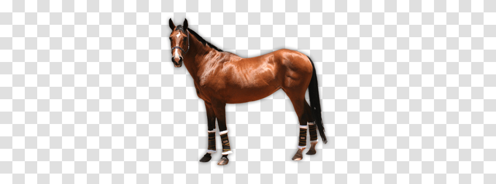 Horse, Animals, Mammal, Colt Horse, Stallion Transparent Png