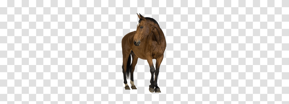 Horse, Animals, Mammal, Foal, Colt Horse Transparent Png