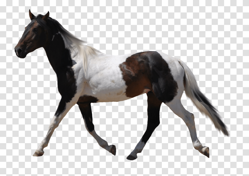 Horse, Animals, Mammal, Stallion, Andalusian Horse Transparent Png