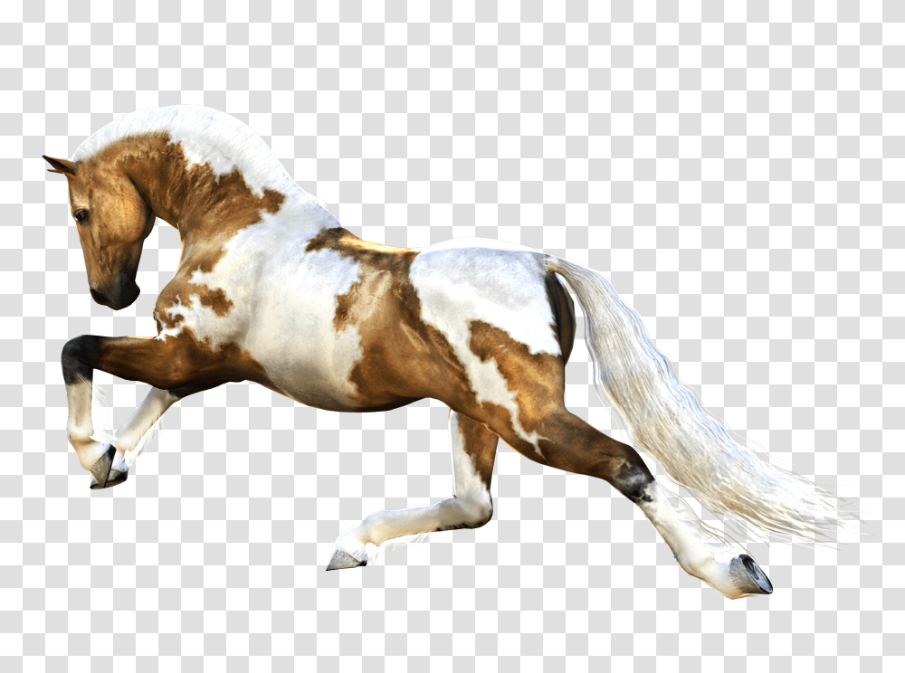 Horse, Animals, Mammal, Stallion, Colt Horse Transparent Png