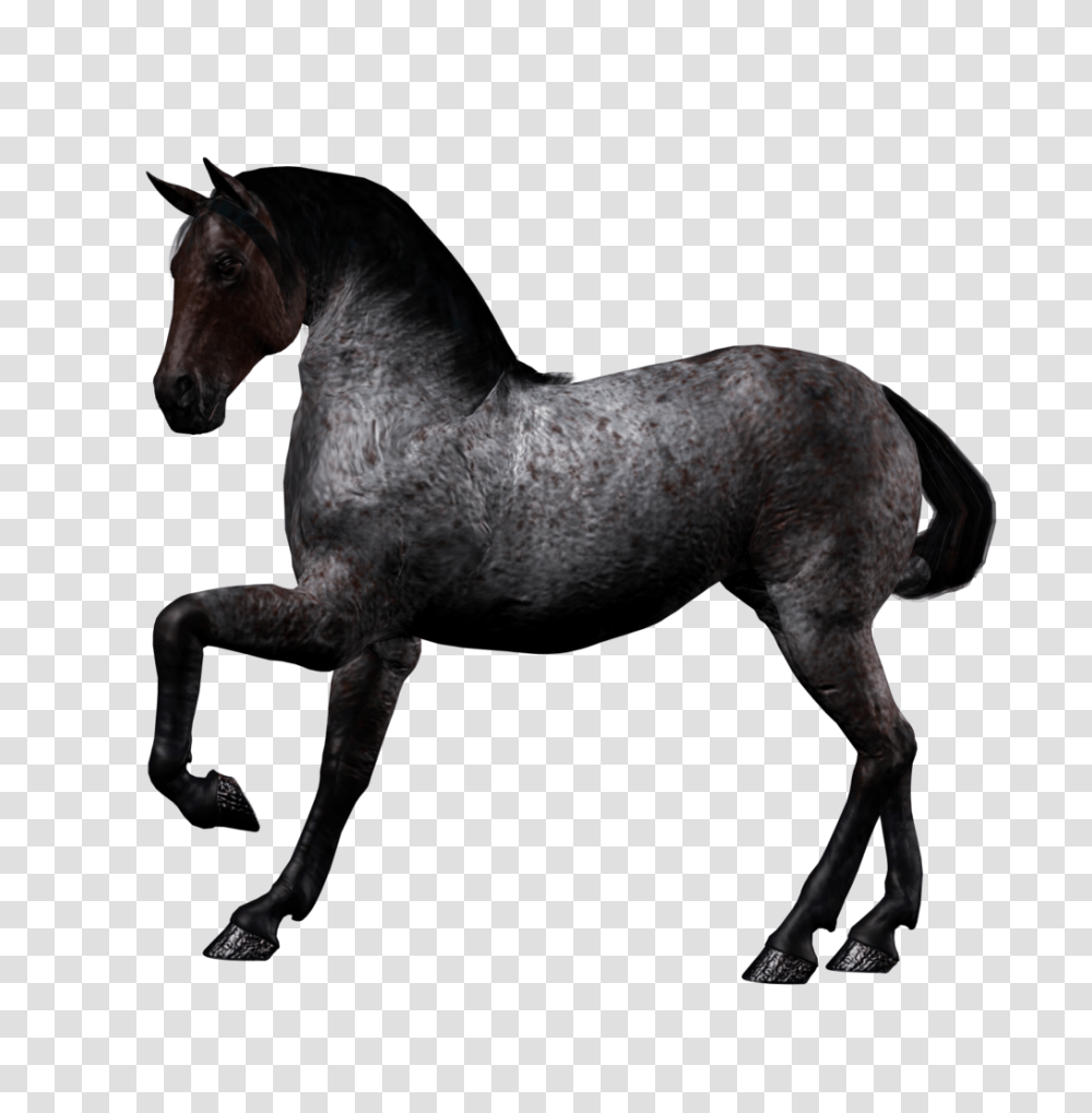 Horse, Animals, Mammal, Stallion, Colt Horse Transparent Png