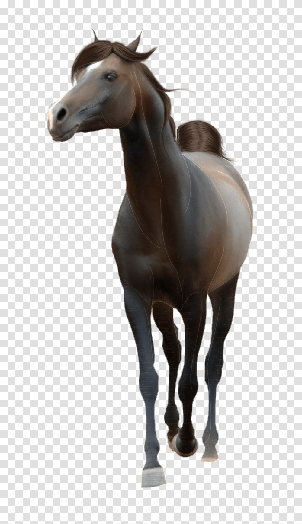 Horse, Animals, Mammal, Stallion, Colt Horse Transparent Png