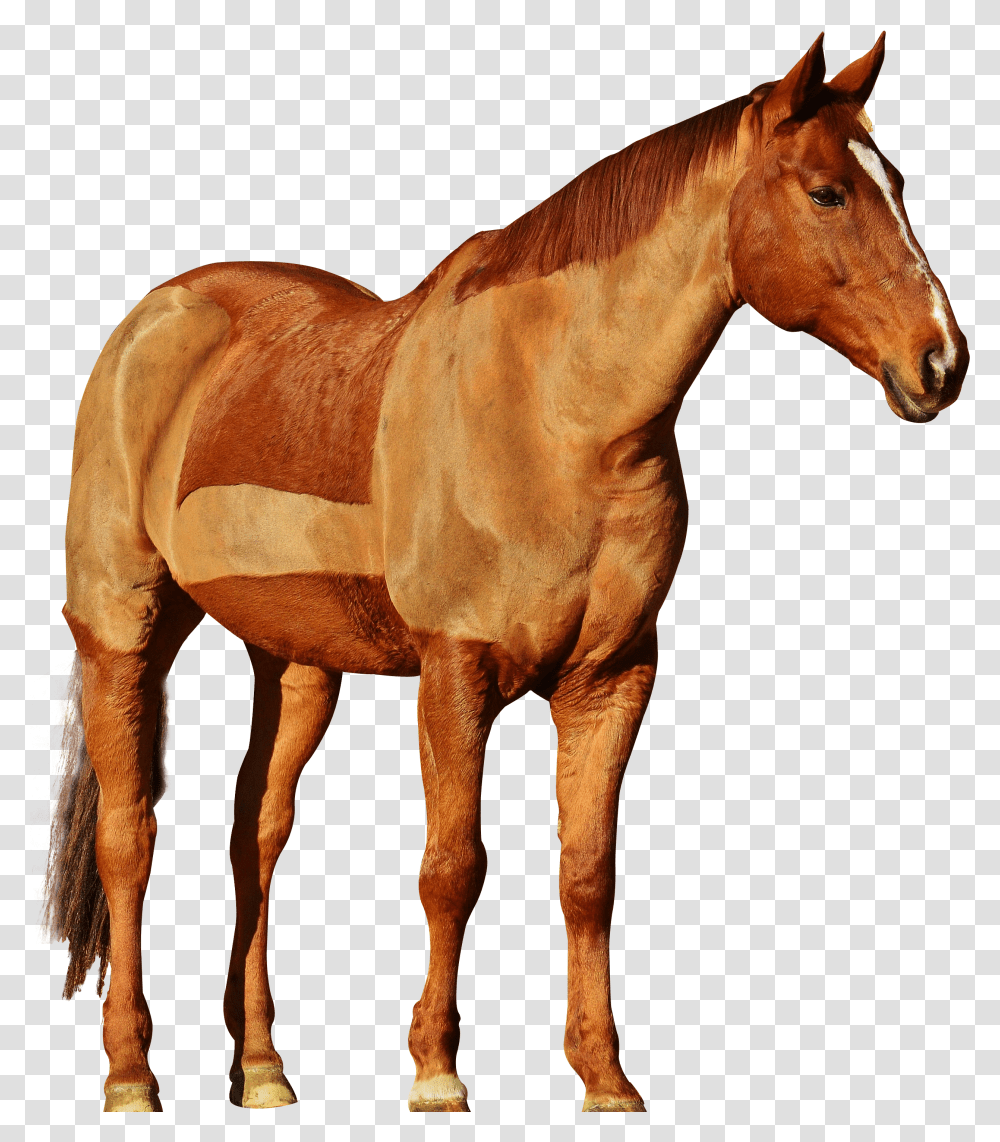 Horse Background Cowboy Horse Transparent Png