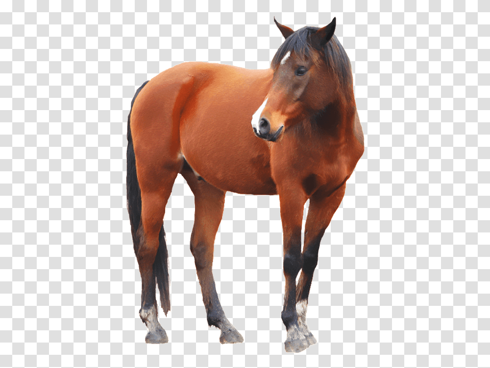 Horse Background, Mammal, Animal, Colt Horse, Stallion Transparent Png