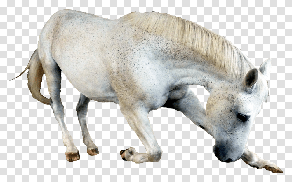 Horse Bowing White Horse, Mammal, Animal, Colt Horse, Stallion Transparent Png